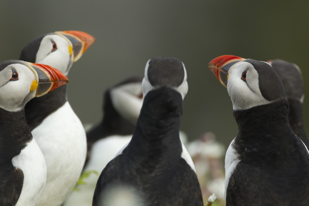 Puffins Alar Ecology