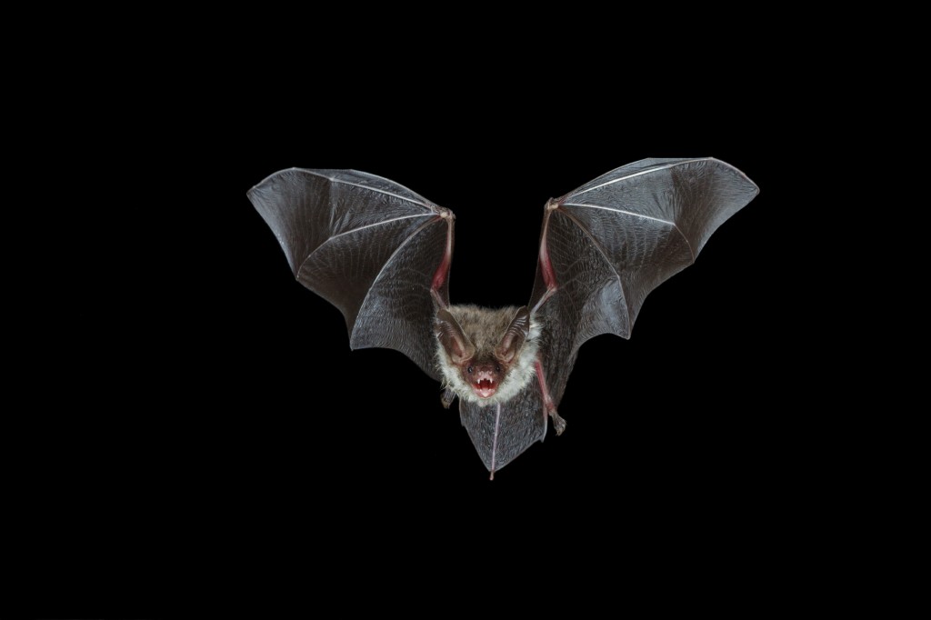 Bats Alar Ecology