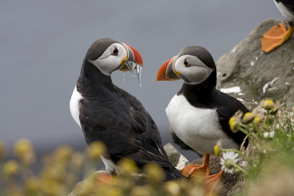 Birds of Conservation Concern