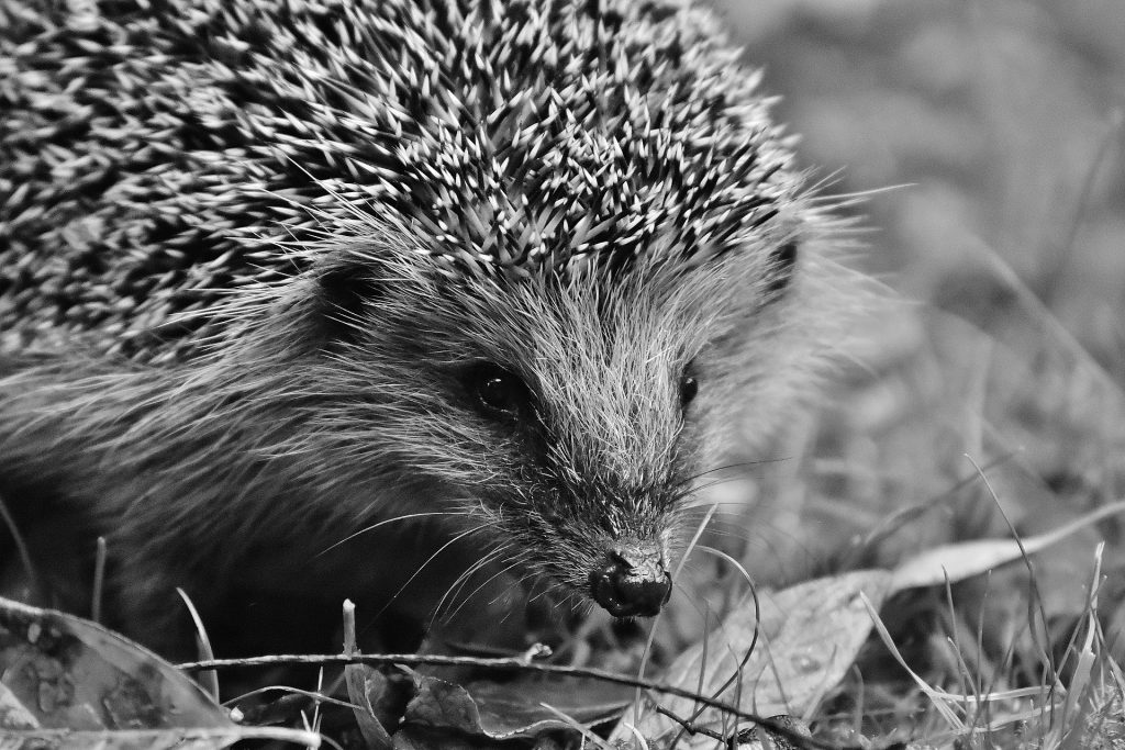 hedgehog-child-1759118_1920
