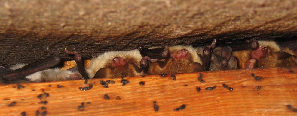 Bat Surveys