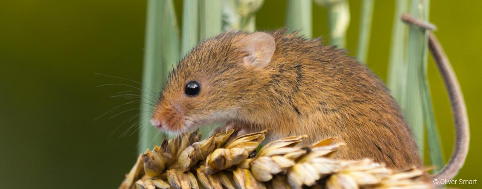Alar Ecology Services