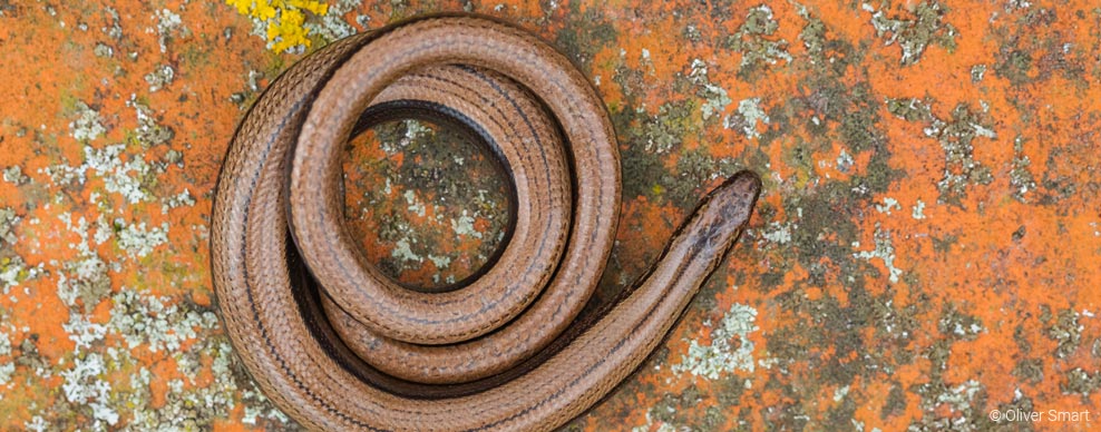 Protected Species Surveys