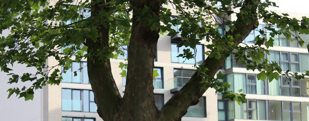 Tree Surveys