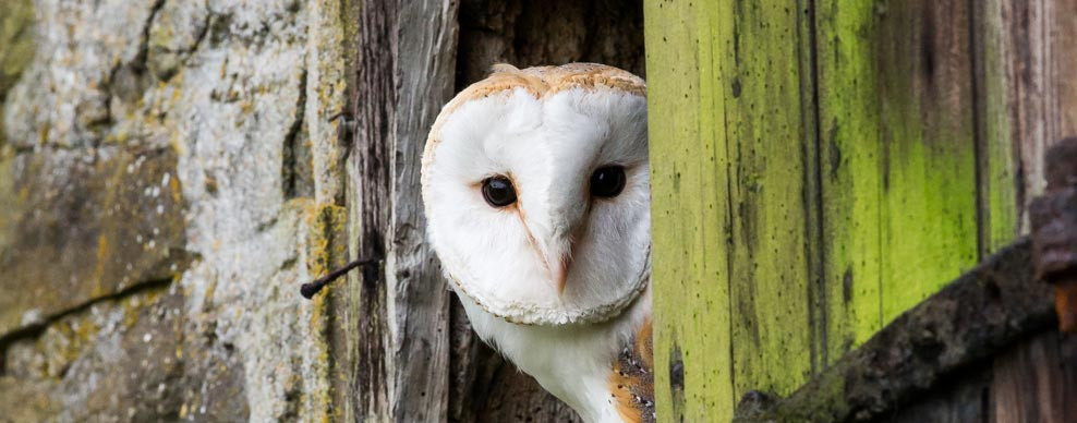 banner-barn-owl