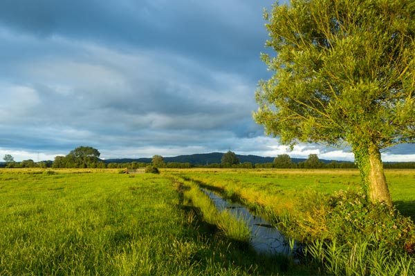Habitat Surveys