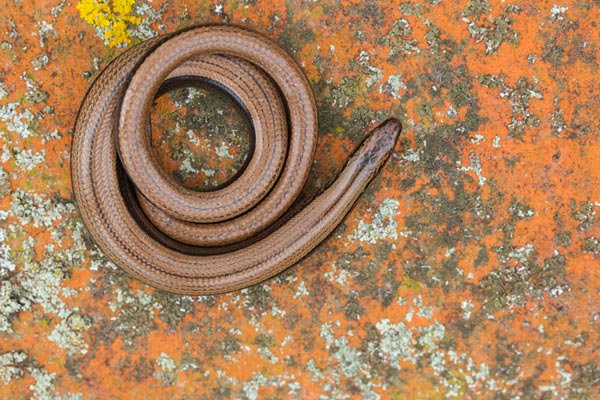 Protected Species Surveys