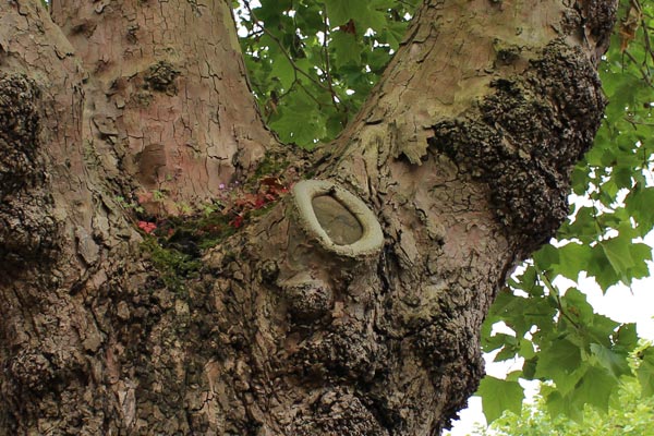 Tree Surveys